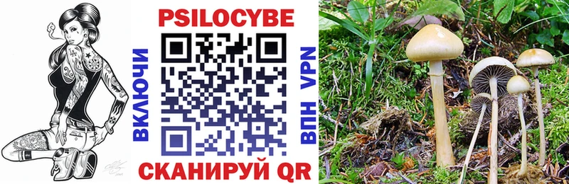 Псилоцибиновые грибы Psilocybine cubensis  Купить где  Новокубанск 